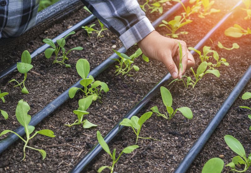 Irrigation Service in Honolulu, HI
